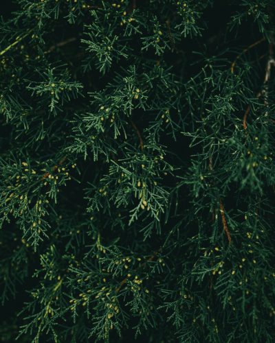 a close up photo of green cypress tree branches, dark background, unsplash photography style, depth of field --ar 51:64