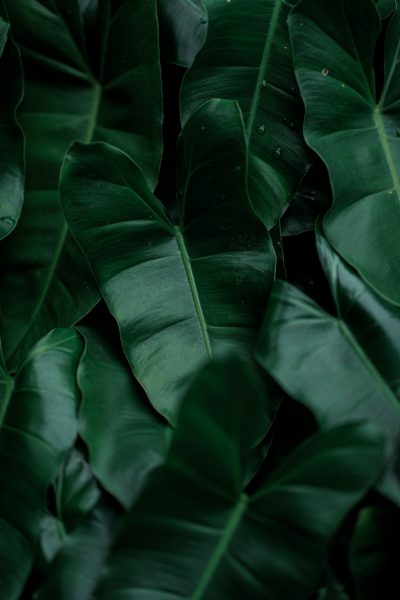 Close up photo of dark green leaves on a dark background in the style of tropical plants photography. Minimal empty space for copy. --ar 85:128