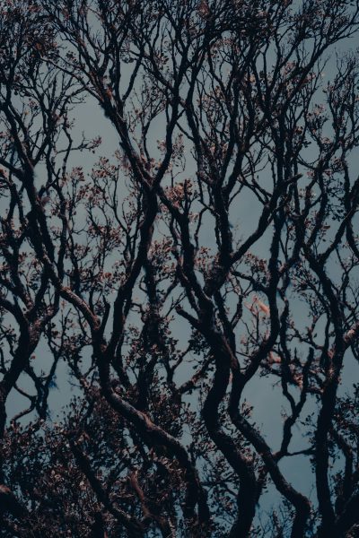 dark tree branches in the sky, gothic, dark tones, vintage, dark blue background, in the style of [Abigail Larson](https://goo.gl/search?artist%20Abigail%20Larson), close up, minimalistic --ar 85:128