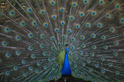 A majestic peacock displaying its vibrant plumage, with feathers that have blue and green hues. The bird has spread out its tail to display the intricate pattern of its wings. There is an empty space in the front for text or logo. This scene captures nature's beauty and diversity. Shot in the style of Canon EOS1D X Mark II camera with EF50mm f/8 lens, wide angle view, natural daylight, high resolution photography style. --ar 128:85