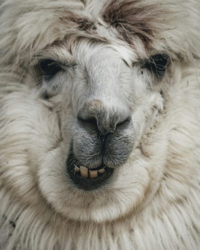 A close up of an alpaca's face, with white wooly hair and black eyes with a grin on its lips, in the style of National Geographic photography. --ar 51:64