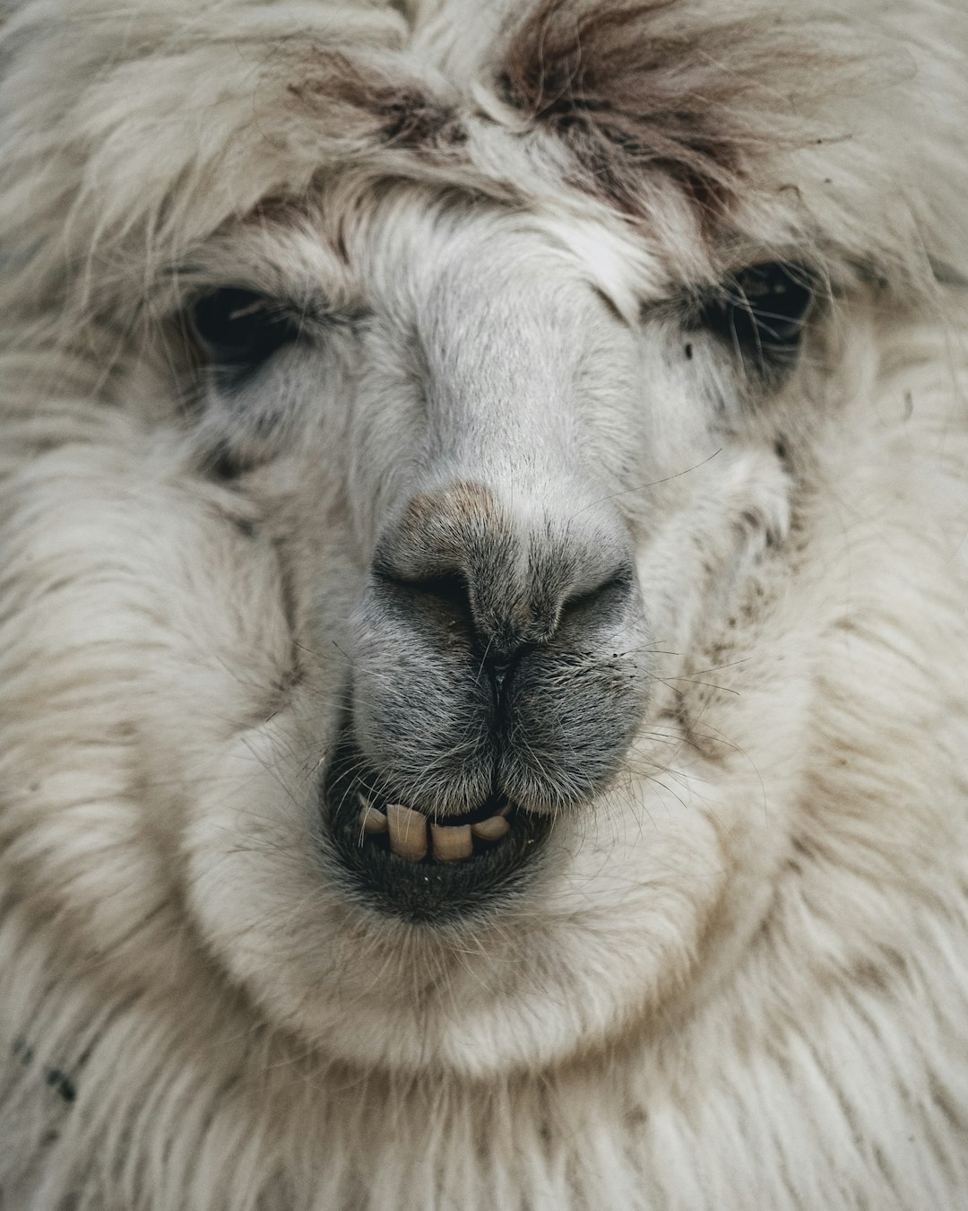 A close up of an alpaca’s face, with white wooly hair and black eyes with a grin on its lips, in the style of National Geographic photography. –ar 51:64