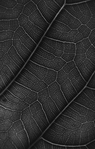 Closeup of the veins on an intricate leaf, captured in monochrome for contrast and detail. The background is a deep black to highlight textures and patterns. This shot showcases fine details that add depth while maintaining simplicity, suitable as an iPhone wallpaper. --ar 81:128