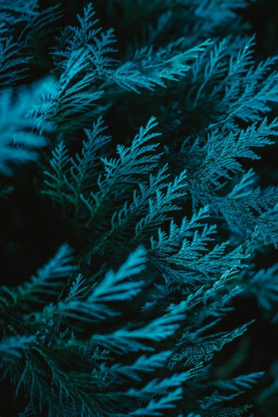 A closeup of the leaves and branches of an evergreen tree, illuminated by soft blue light, creating intricate patterns on their surface. The background is dark green to accentuate these details. --ar 85:128