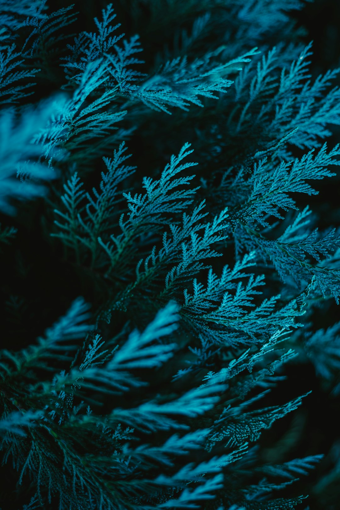 A closeup of the leaves and branches of an evergreen tree, illuminated by soft blue light, creating intricate patterns on their surface. The background is dark green to accentuate these details. –ar 85:128