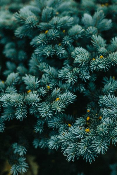 Close up photo of a blue spruce tree with green and yellow colors against a dark background, in the style of unsplash photography. --ar 85:128