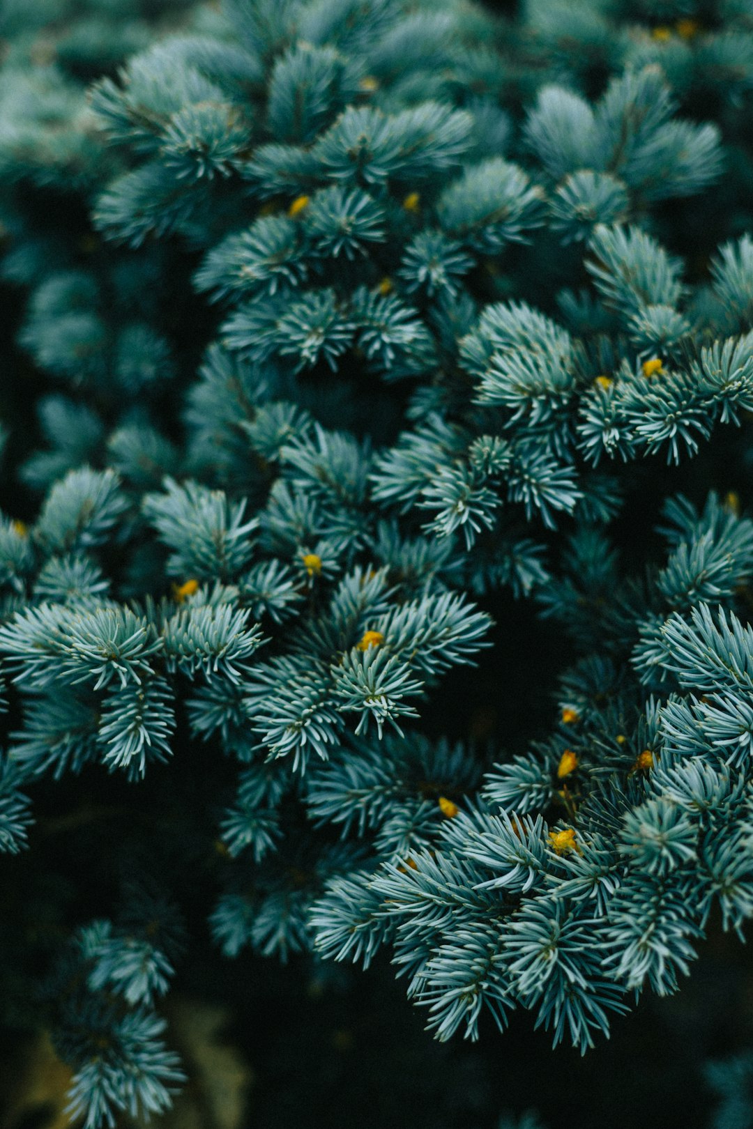 Close up photo of a blue spruce tree with green and yellow colors against a dark background, in the style of unsplash photography. –ar 85:128