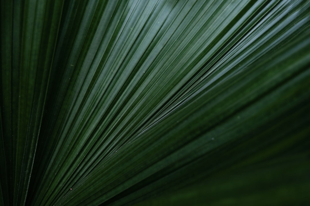 A close up of the edge and center part of a palm leaf, dark green, clean, nature photography, high resolution. The image is in the style of nature photography. –ar 128:85