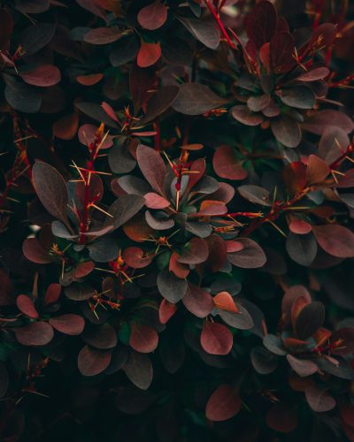 dark red and dark green foliage, macro photography, in the style of unsplash --ar 51:64