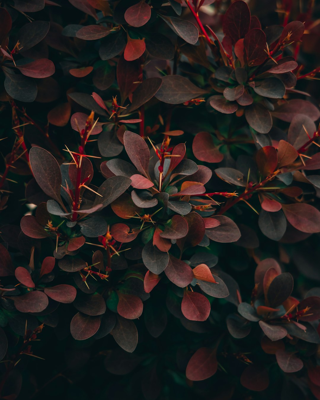 dark red and dark green foliage, macro photography, in the style of unsplash –ar 51:64