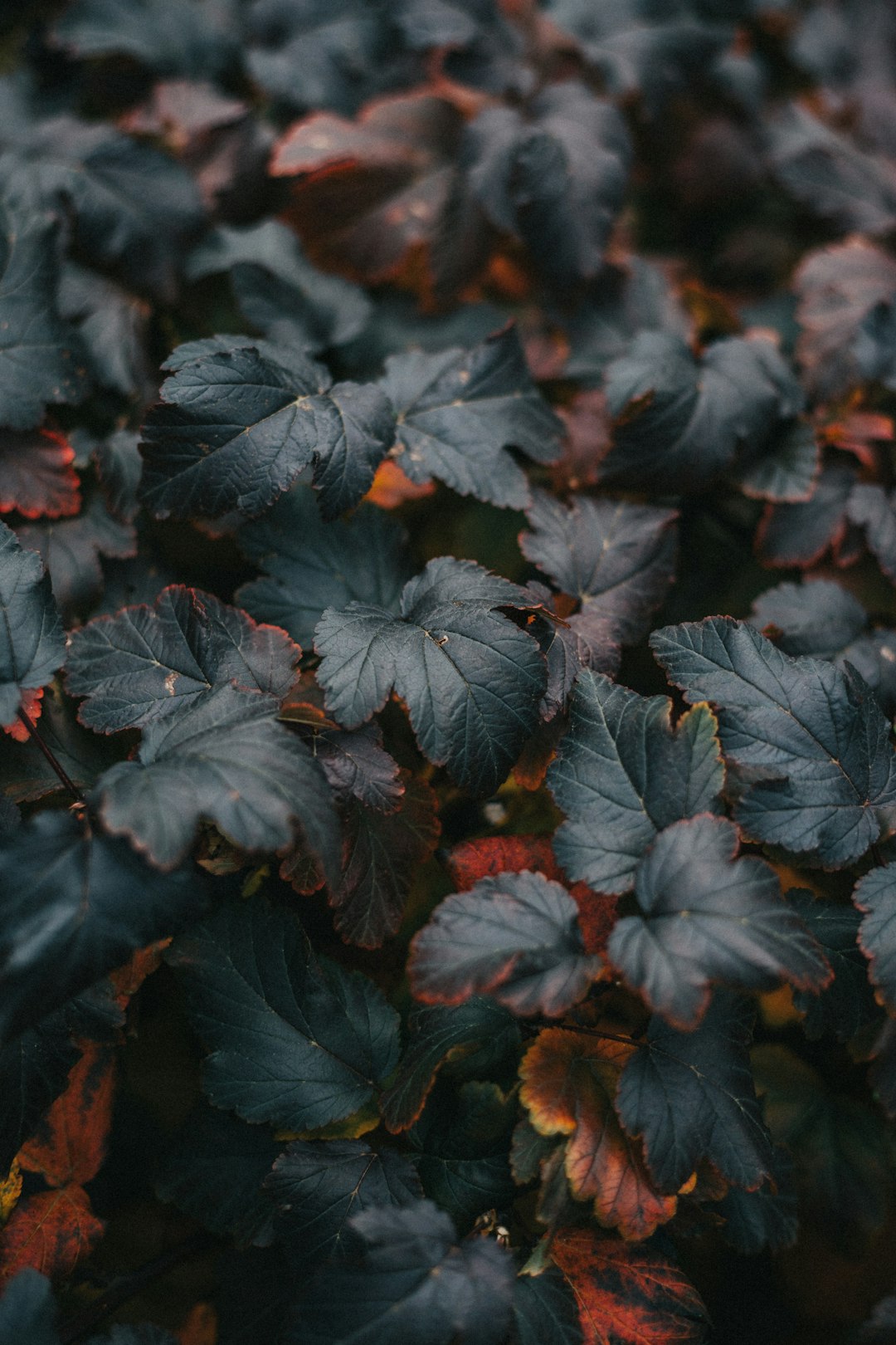 dark green and dark red leaves, macro photography, unsplash, hasselblad camera –ar 85:128