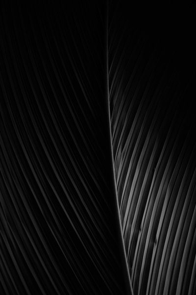 A closeup of the black leaf texture, captured in high resolution, showcasing its unique shape and intricate details. The background is a simple monochrome color to highlight the contrast between light and shadow on each side of the banana tree trunk. This minimalist yet striking composition emphasizes the beauty and complexity found within nature's own palette. --ar 85:128