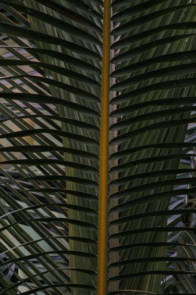 close up of palm fronds, symmetrical, dark green and light orange, low angle shot, cinematic, hyper realistic, detailed photography --ar 85:128