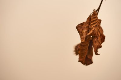 Closeup of one dried leaf hanging on the edge, white background, brown color tone, simple composition, studio lighting, product photography, Canon camera. The image is in the style of studio product photography, with a closeup of a single dried leaf against a white background and lit for clear viewing, captured using a Canon camera. --ar 128:85