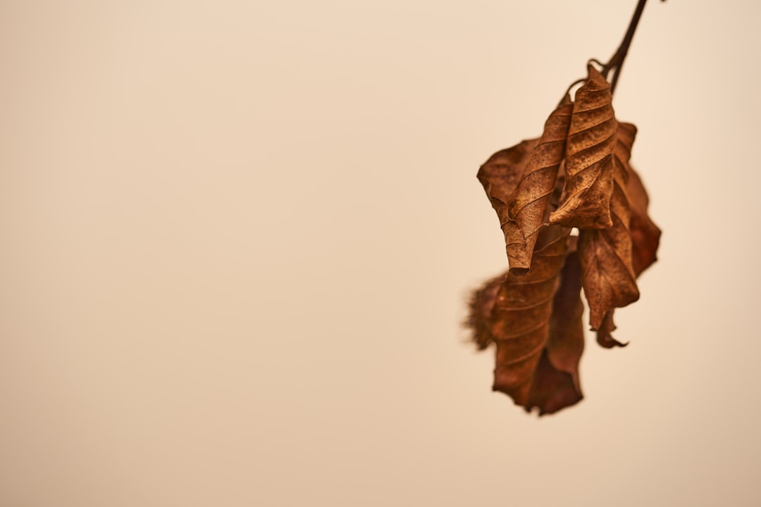 Closeup of one dried leaf hanging on the edge, white background, brown color tone, simple composition, studio lighting, product photography, Canon camera. The image is in the style of studio product photography, with a closeup of a single dried leaf against a white background and lit for clear viewing, captured using a Canon camera. –ar 128:85