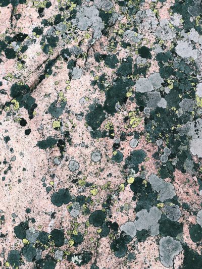 top down view of moss and lichen on pink rock, muted colors, photo realistic, --ar 3:4