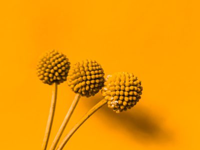 Three small round yellow seed heads on long green stems, on a bright orange background, macro photography, macro lens, in the style of minimalist style, vibrant colors, high resolution --ar 4:3