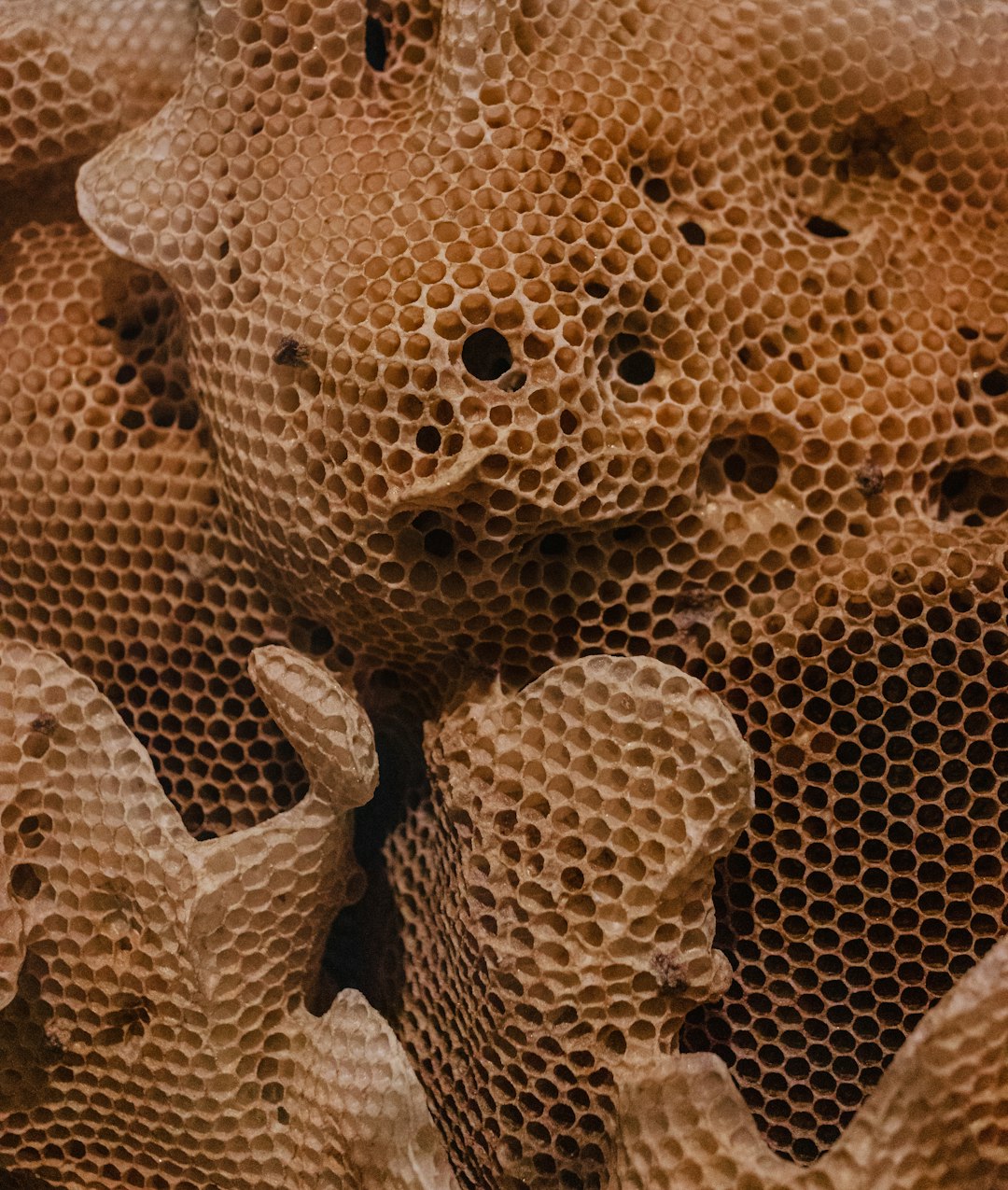 A closeup of the intricate patterns in honeycomb, showcasing the delicate work in the style of bees to create their home and symbolizing community. With full depth of field in focus, Kodak portra 800 film grain adds an ultra realistic and hyper detailed style. –ar 27:32