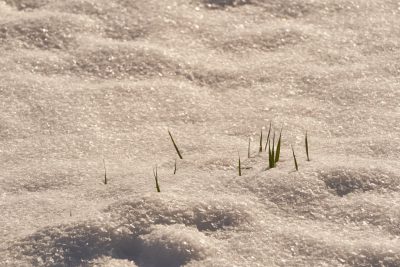 In the middle of heavy snow, there is some green grass growing on top of it. The depth of field and perspective make you feel like you can see many more small particles in detail under the thick white snow. This photo was taken with a Canon EOS R5 using a macro lens, showing real details. It creates an atmosphere full of coldness, depth, tranquility and vitality in the style of nature photography. --ar 128:85