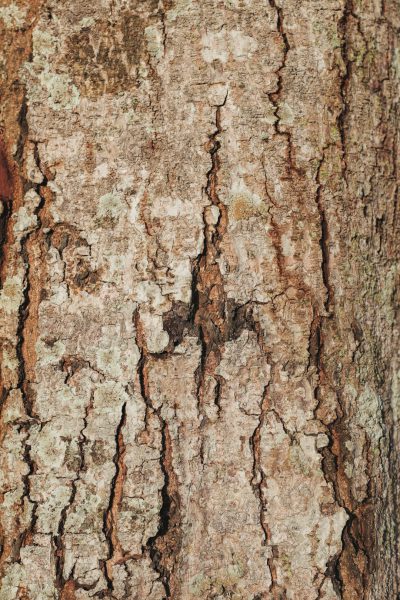 A close up of tree bark, with detailed texture background. The stock photo is a contest winner in the style of hyper realistic, high resolution, hd, high definition, highly detailed, best quality. --ar 85:128