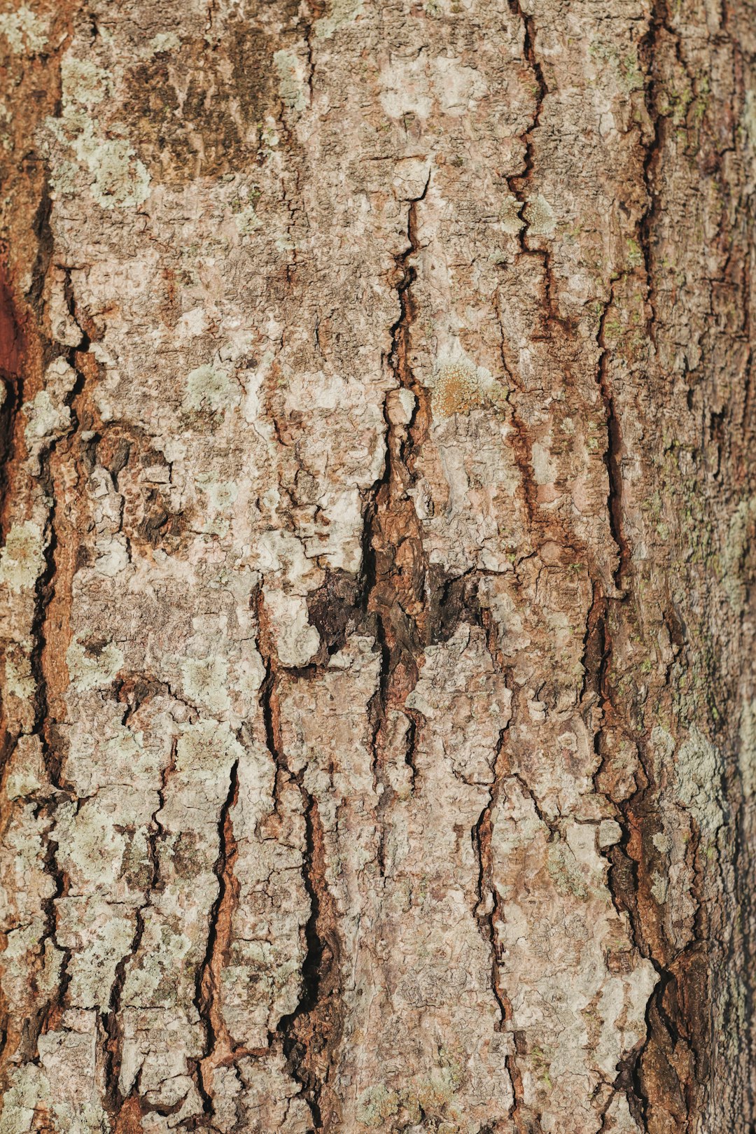 A close up of tree bark, with detailed texture background. The stock photo is a contest winner in the style of hyper realistic, high resolution, hd, high definition, highly detailed, best quality. –ar 85:128