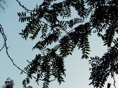 Silhouette of black walnut tree leaves against the sky, close up photo taken in the style of Provia. --ar 4:3