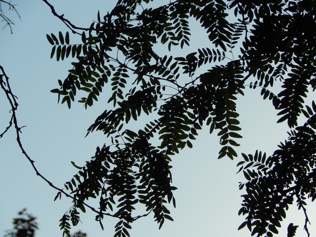 Silhouette of black walnut tree leaves against the sky, close up photo taken in the style of Provia. –ar 4:3