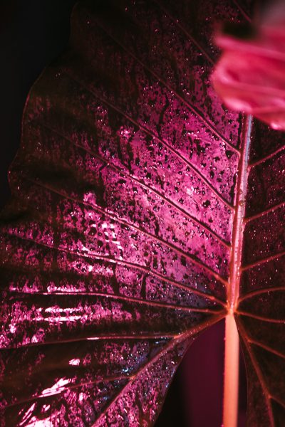 Extreme close up of a magenta tropical leaf against a dark background, with magentas and pinks light shining through the leaves. A low angle shot with macro photography of pink neon lighting on water droplets on petals, in the style of cinematic photography. --ar 85:128