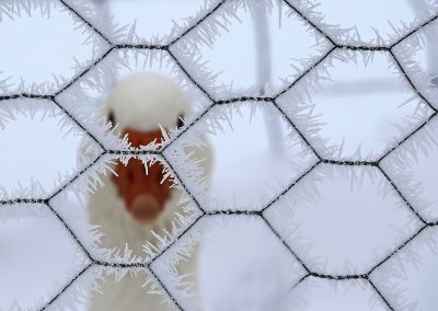 A white duck is seen through the mesh of an icecovered fence, which has hoarfrost on it. The background is white and foggy. --ar 64:45