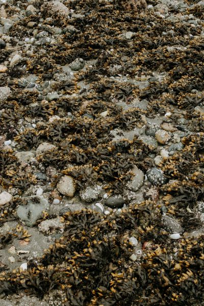 A top-down view of an old beach covered in seaweed and rocks, with detailed textures of the sea grass showing tiny scattered shells across it, photographed in the style of Canon EOS R5 for depth of field. --ar 85:128