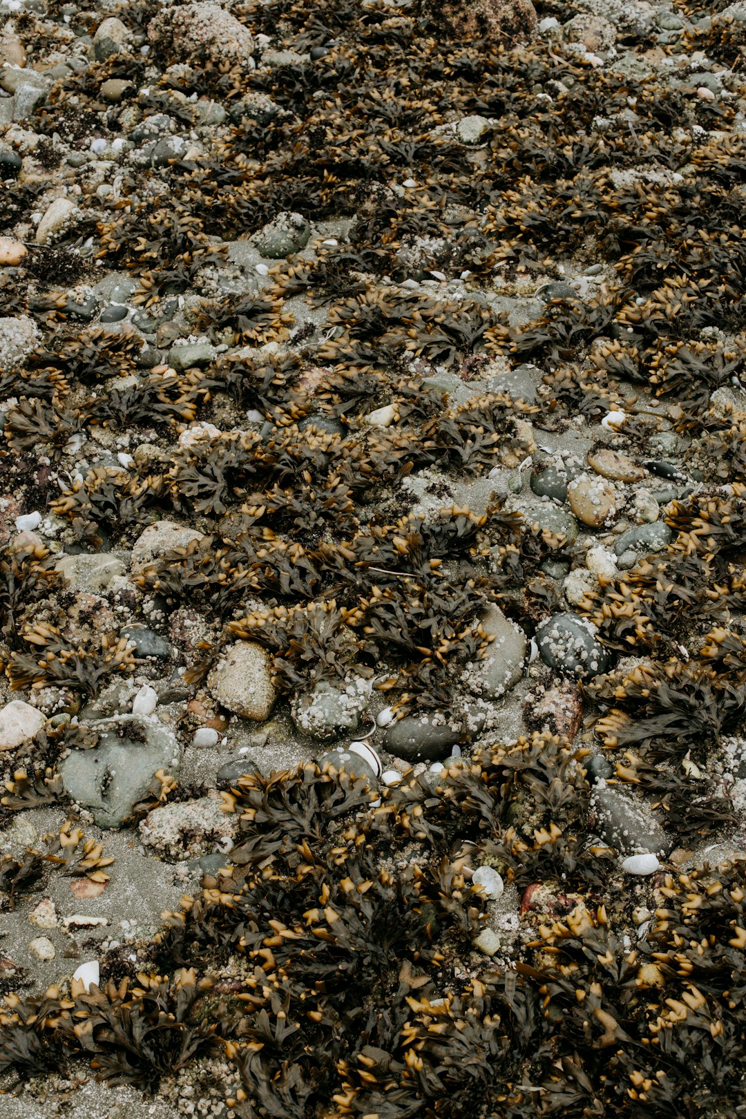 A top-down view of an old beach covered in seaweed and rocks, with detailed textures of the sea grass showing tiny scattered shells across it, photographed in the style of Canon EOS R5 for depth of field. –ar 85:128