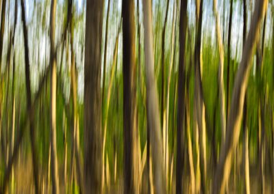 A forest of trees with long, straight trunks and green leaves, captured in motion blur to show the speed at which they move in nature. The focus is on one tree that stands out from its surroundings due to its unique shape. In the background there is an open field, adding depth to the scene. This photo was taken during golden hour using a Nikon D850 camera and lens. It captures not just plants but also sky and other elements around it. The style of photography used for this shot was in the style of abstract art. --ar 128:91