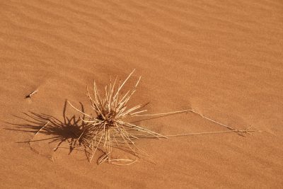 A small, spiky plant growing in the desert sand. The background is solid orangebrown color with no shadows or highlights. --ar 128:85