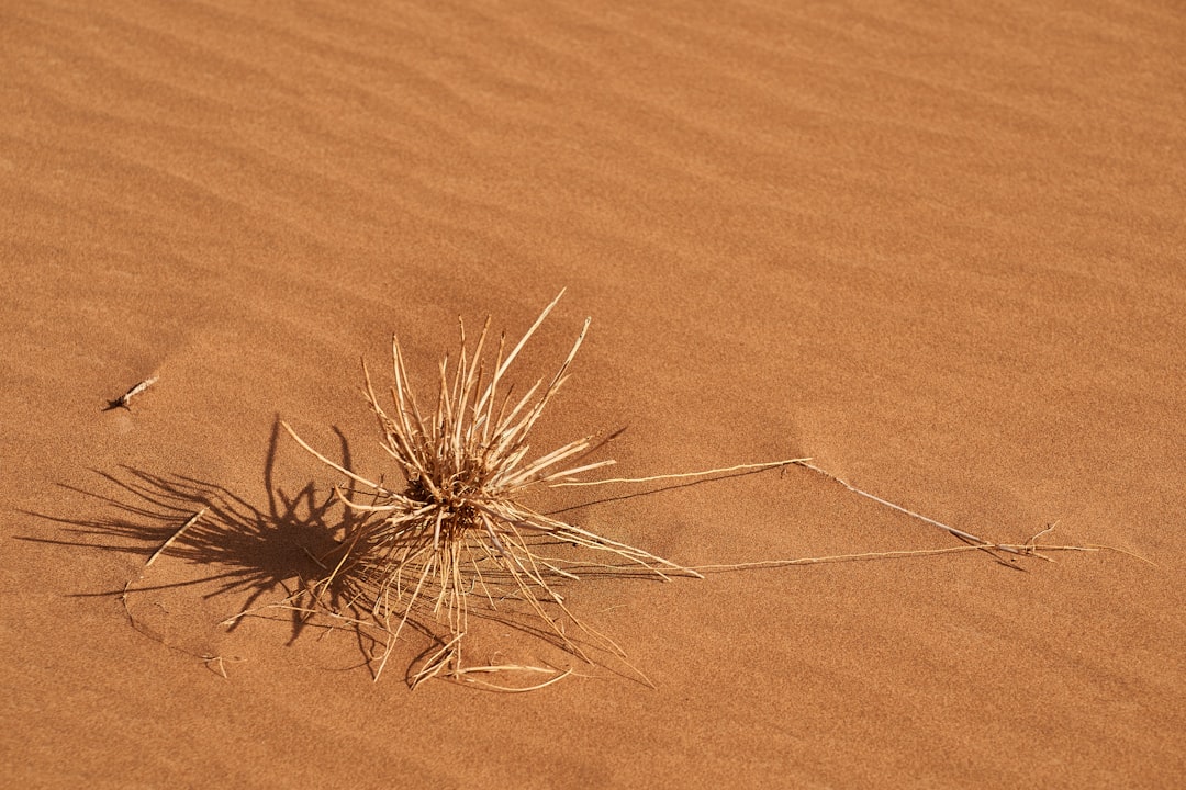 A small, spiky plant growing in the desert sand. The background is solid orangebrown color with no shadows or highlights. –ar 128:85