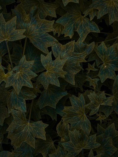 A topdown view of dark green ivy leaves, rendered in the style of digital art with a focus on texture and shadow play. The background is black to enhance contrast between foliage and ground. Lighting highlights leaf edges for depth and detail. --ar 3:4