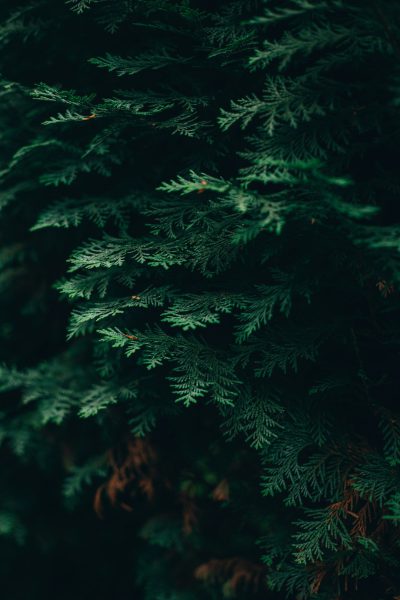 Close up photo of dark green pine tree branches against a dark forest background in the style of unsplash photography. --ar 85:128