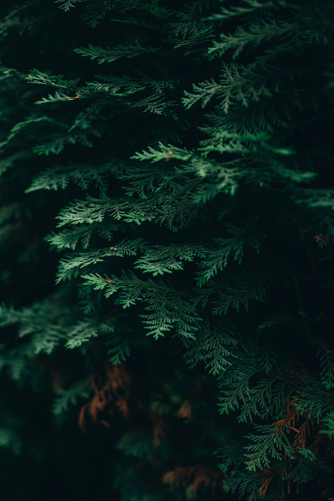 Close up photo of dark green pine tree branches against a dark forest background in the style of unsplash photography. –ar 85:128