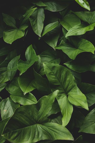 green leaves on a dark background, aesthetic wallpaper in the style of nature. --ar 85:128