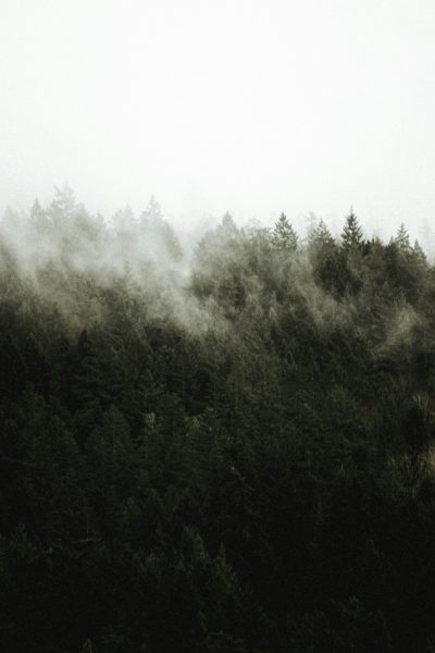 A dense forest shrouded in mist, seen from the top of a hill, with dark green trees and muted tones in a minimalist style. The sky appears white and grainy, in the style of film photography. --ar 85:128