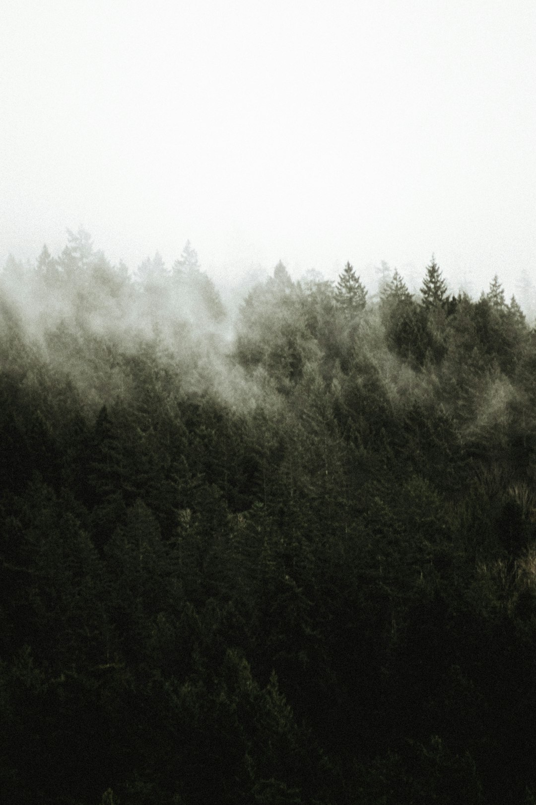 A dense forest shrouded in mist, seen from the top of a hill, with dark green trees and muted tones in a minimalist style. The sky appears white and grainy, in the style of film photography. –ar 85:128