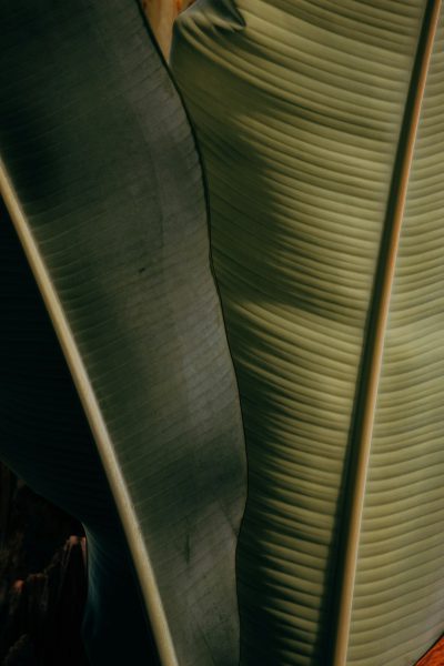 A closeup of the curved edge and texture of banana leaves, with soft lighting creating a cinematic feel. The background is an indoor environment with wooden furniture. Use the style of Leica M6 film camera, focusing on detail to highlight textures and colors. Highlighting green tones and natural light, emphasizing the unique shape of the leaf edges. High resolution photography, professional color grading, soft shadows, with minimal contrast. --ar 85:128