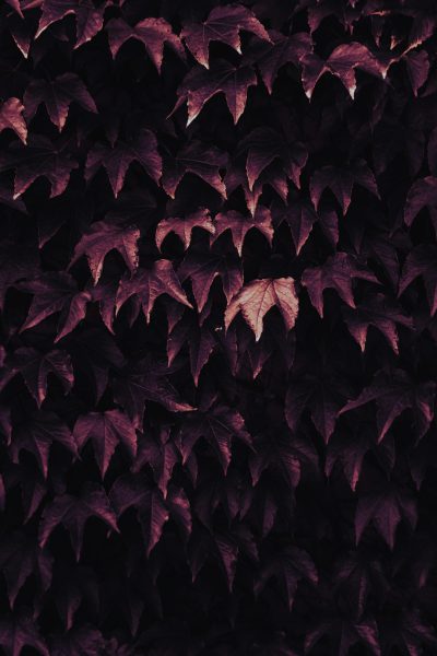 dark purple leaves on the wall, night time, moody, atmospheric, cinematic. --ar 85:128