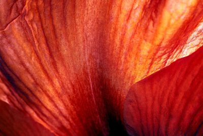 A closeup of the intricate texture and colors in an amaryllis petal, showcasing its rich red hues and delicate patterns. With full depth of field in focus, shot on Kodak portra 800 film with added grain, captured with a Leica in an ultra realistic and hyper detailed style. --ar 128:85