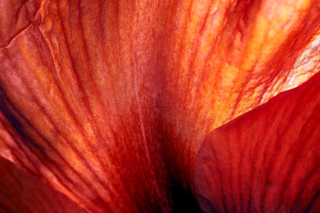 A closeup of the intricate texture and colors in an amaryllis petal, showcasing its rich red hues and delicate patterns. With full depth of field in focus, shot on Kodak portra 800 film with added grain, captured with a Leica in an ultra realistic and hyper detailed style. –ar 128:85