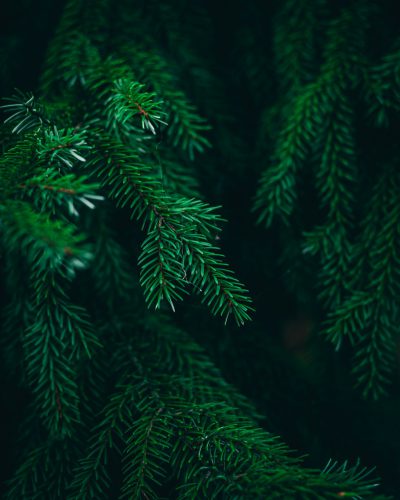 A closeup of green pine branches against a dark background, capturing the fine details and textures in high resolution, creates an enchanting atmosphere for product photography. The focus is on the delicate interplay between nature's beauty and professional lighting techniques. This composition adds depth to your visual narrative with the pine tree as its centerpiece, in the style of professional photography. --ar 51:64