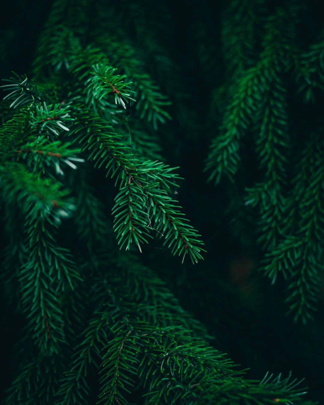 A closeup of green pine branches against a dark background, capturing the fine details and textures in high resolution, creates an enchanting atmosphere for product photography. The focus is on the delicate interplay between nature’s beauty and professional lighting techniques. This composition adds depth to your visual narrative with the pine tree as its centerpiece, in the style of professional photography. –ar 51:64