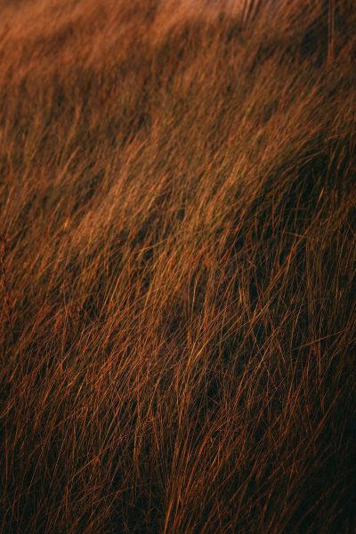 close up photo of tall brown grass, texture, grainy, dark background, sunset, warm tones, moody, cinematic --ar 85:128