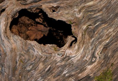 The hollowed out trunk of an ancient tree, with a deep black hole in its center. The wood has rich textures and patterns that can be seen through the cracks. This is a closeup photo taken from above. In high definition photography, the details of each texture are clearly visible. It creates a mysterious atmosphere and shows off nature's beauty in the style of nature. --ar 16:11