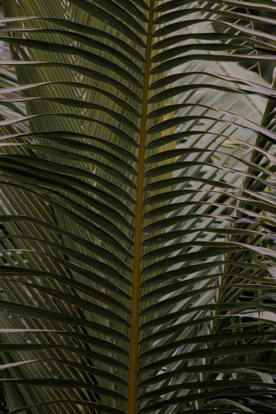 A close up of the leaves on a palm tree, tropical plants, and trees, green, closeup, detailed foliage, ultra realistic, detail shot, photorealistic, cinematic, natural light, muted color grading. --ar 85:128