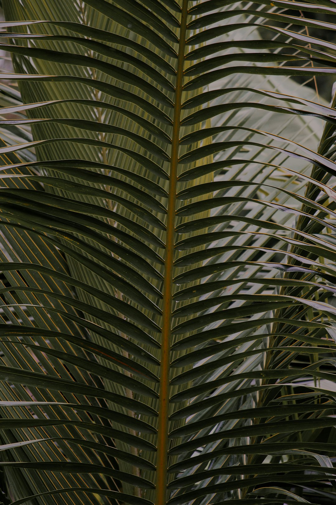 A close up of the leaves on a palm tree, tropical plants, and trees, green, closeup, detailed foliage, ultra realistic, detail shot, photorealistic, cinematic, natural light, muted color grading. –ar 85:128